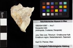 Foto (Objket + Etiketten) von Decapoda indet. 